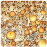 Псилоцибиновые (галлюциногенные)  грибы Psilocybin "Golden Teacher" в Сасово