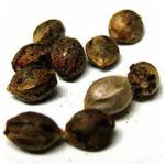 Семена марихуаны АК-47  (Seeds AK-47) в Сасово